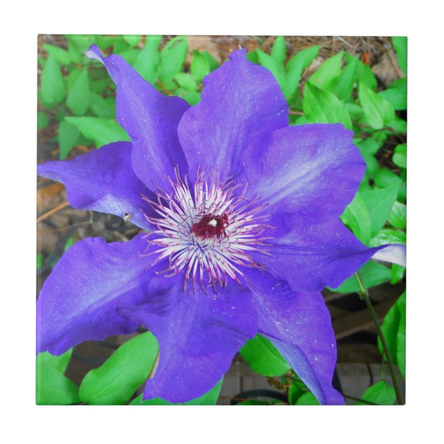 Purple Clematis Flower (Frente)