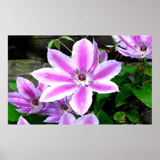 Purple Clematis Fotografia Poster/ Impressão (Frente)
