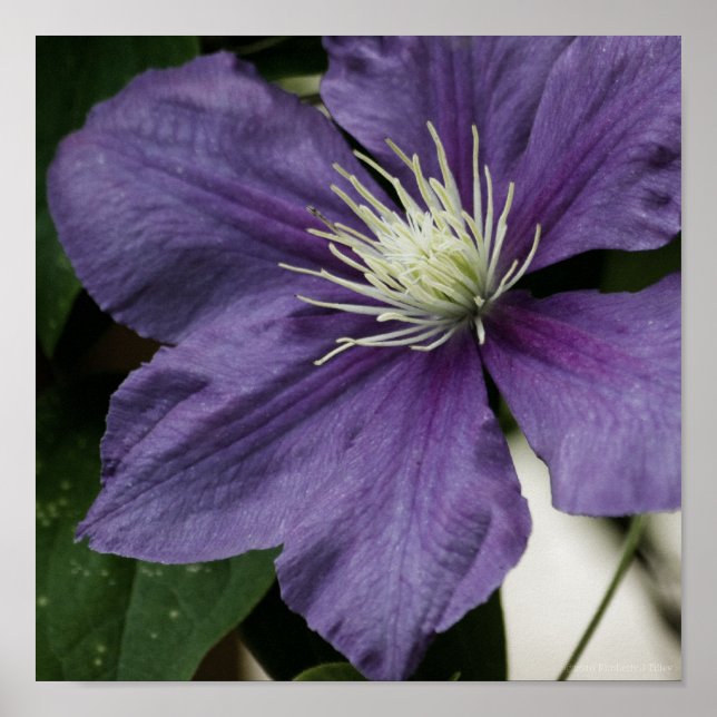 Purple Clematis Impressão (Frente)