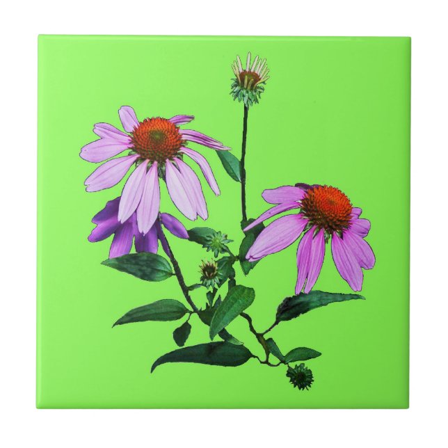 Purple Coneflower On Green (Frente)