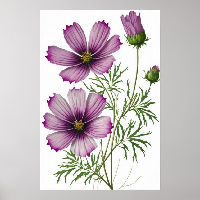 Purple Cosmos Flowers Art Impressão Poster (Frente)