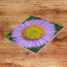 Purple Fleabane Daisy Floral