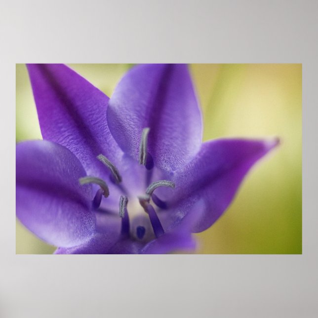 Purple Flower Poster (Frente)