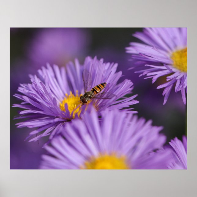 Purple Flowers Poster (Frente)