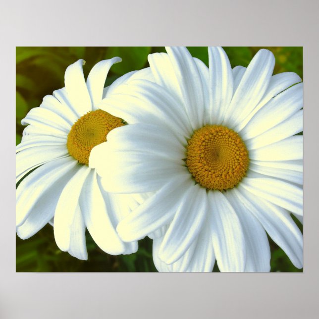 Purple Flowers Print Classic Daisies Poster Print (Frente)