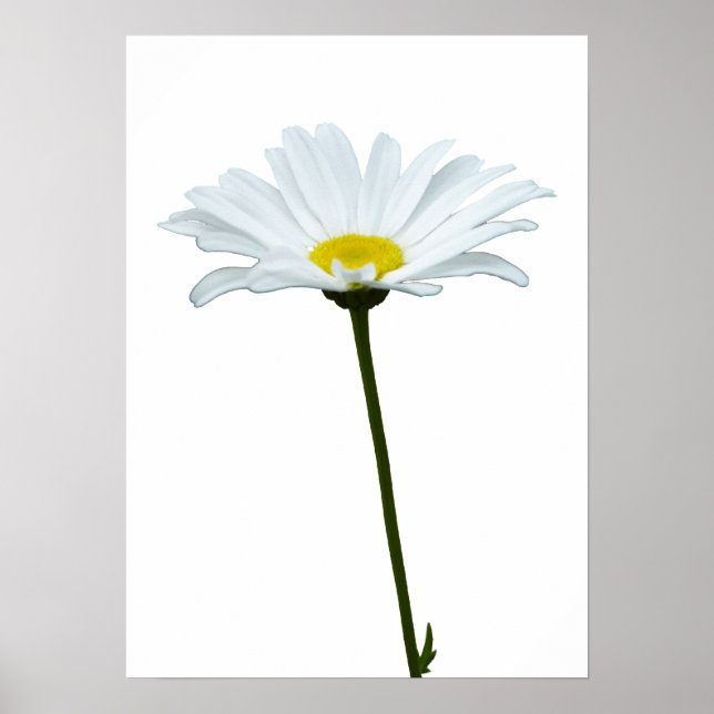 Purple Flowers Print Classic Daisies Poster Print (Frente)