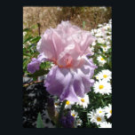 Purple Iris Irises Cottage Garden art Plant Poster<br><div class="desc">Purple Iris Irises Cottage Garden Plant art Poster. A glorious poster to compliment any decor,  taken from my own writing. Designed from my original watercolor paintings,  that I painted from my own flower garden.</div>