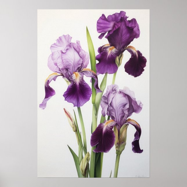 Purple Iriss Flower Art Impressão (Frente)