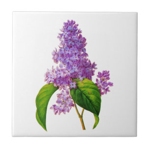Purple Lilacs por Pierre-Joseph Redoute