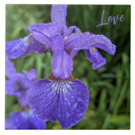 Purple Love Lily