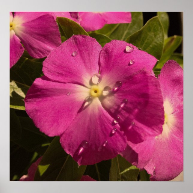 Purple Vinca poster (Frente)