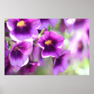 Purple Violets Wall Poster