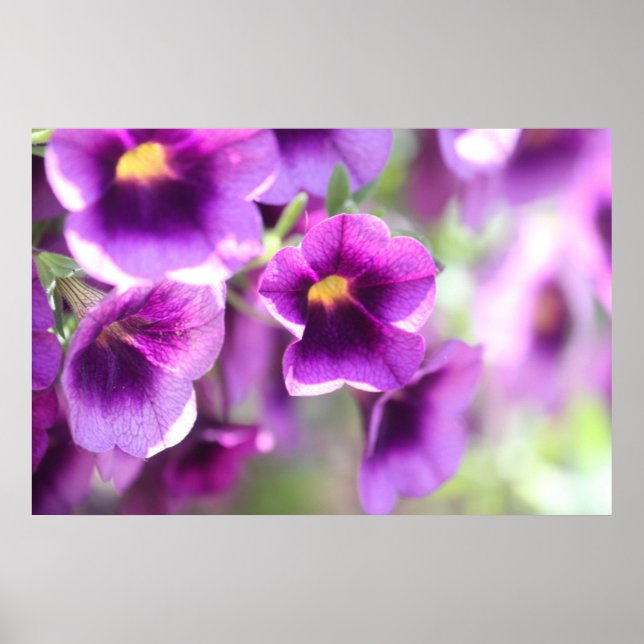 Purple Violets Wall Poster (Frente)