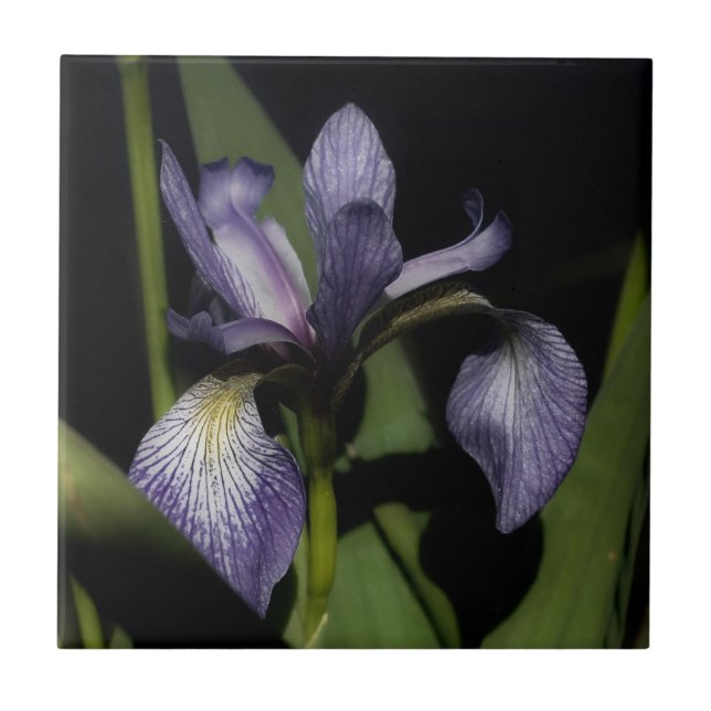 Púrpura Blue Flag Iris Flower Nature (Frente)