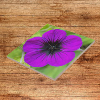 Púrpura Cranesbill Geranium Floral