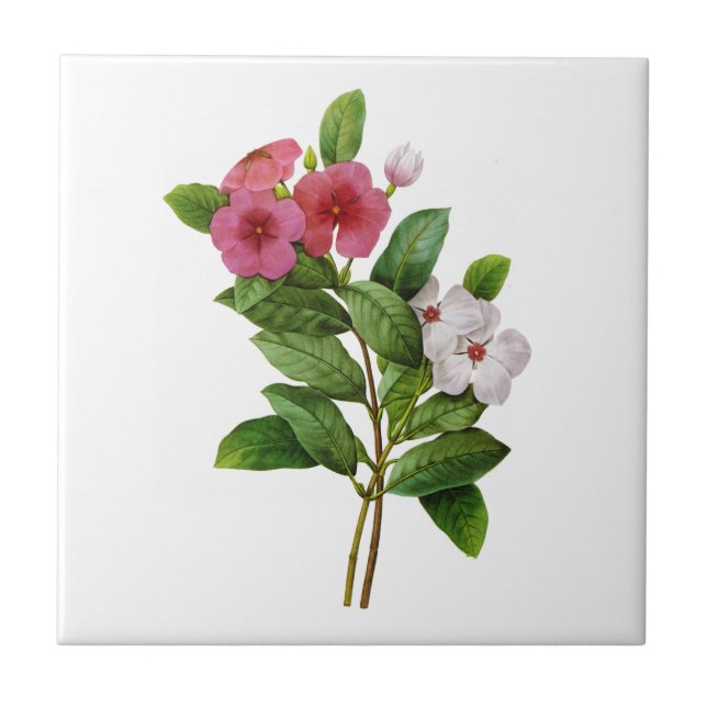 Púrpura e branco Periwinkle por réplica (Frente)