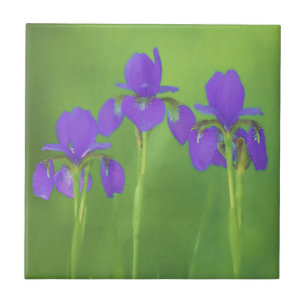 Púrpura Iris - Arte Flor Original