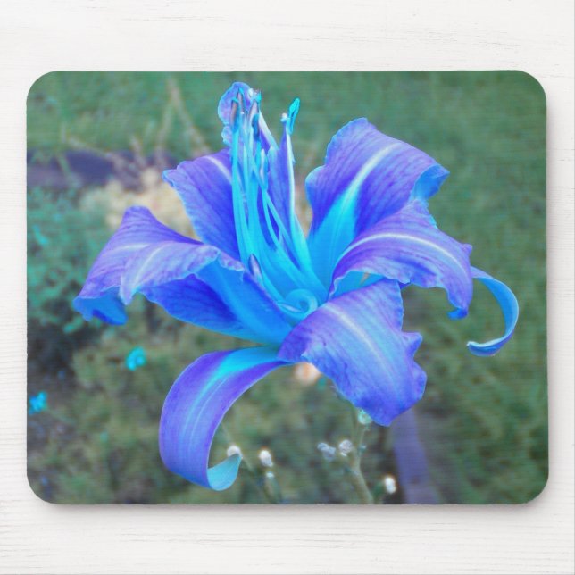 Púrpura N Turquesa Daylily Mousepad (Frente)
