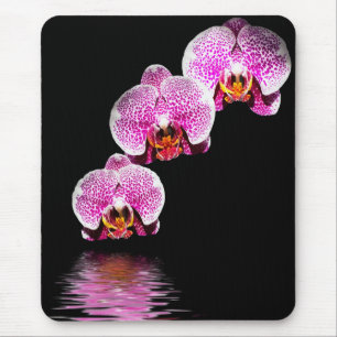 Púrpura Phalaenopsis Orquídeas Reflexos Mousepad
