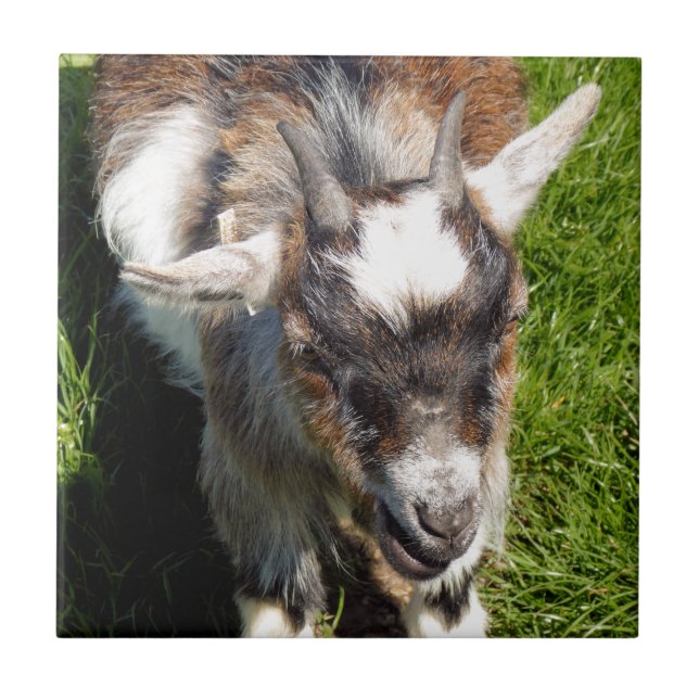 PYGMY GOAT (Frente)
