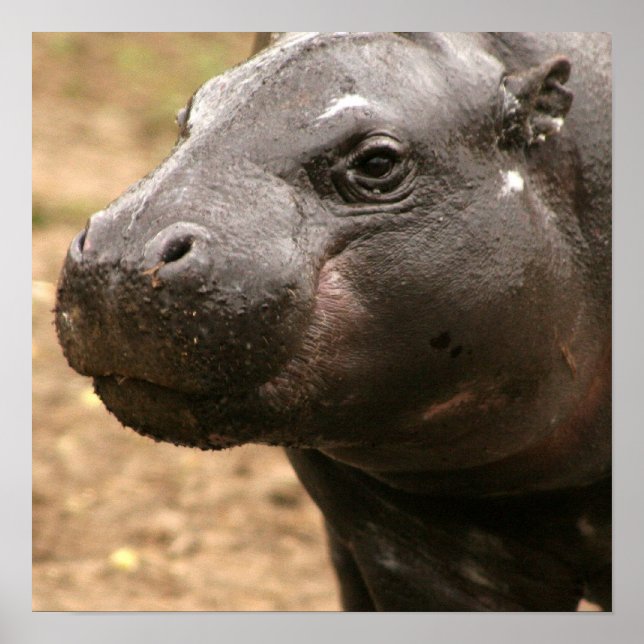 Pygmy Hippo Poster (Frente)