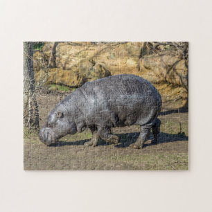 Pygmy hippo quebra-cabeça