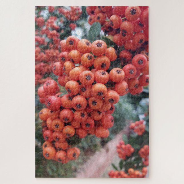 Pyracantha coccinea - Quebra-cabeça dos Cornos de  (Vertical)