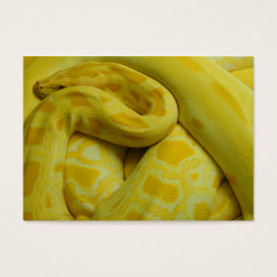 Python Amarelo birmanês
