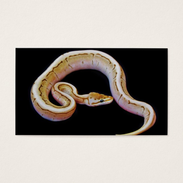 Python de Ball Colorido Claro (Frente)