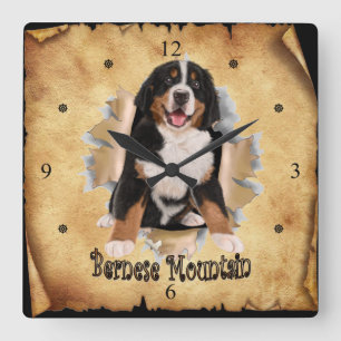 Quadrado A Montanha Bernese Quebra O Relógio De Papel! ~
