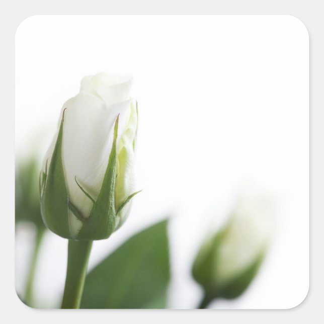 Quadrado Adesivo branco de rosa (Frente)