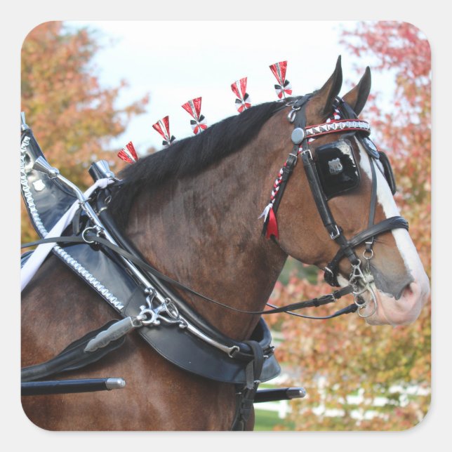 Quadrado adesivo Clydesdale (Frente)