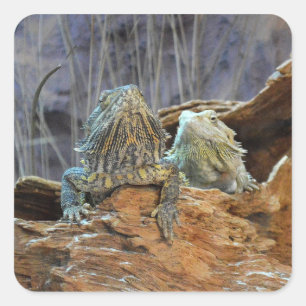 Quadrado Adesivo com dois lagartos curiosos