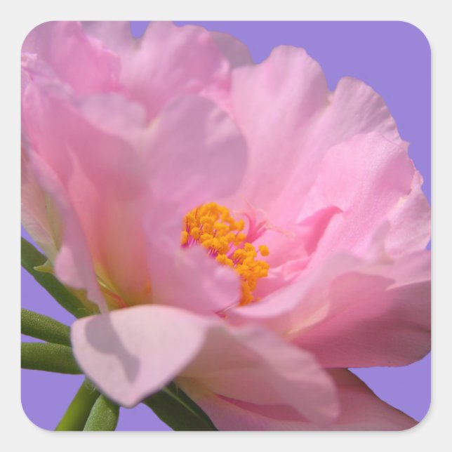 Quadrado Adesivo cor-de-rosa com flor de pénia rosa (Frente)