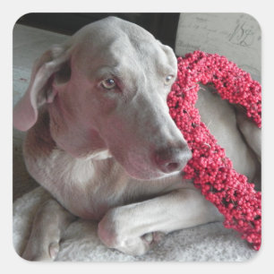 Quadrado Adesivo de Amor da Rain - Cachorro Weimaraner