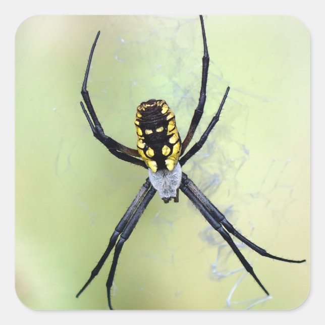 Quadrado Adesivo de aranha do jardim de argiope preto e ama (Frente)
