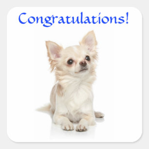 Quadrado Adesivo de Cachorrinho Chihuahua de Parabéns