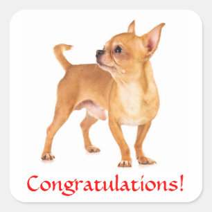 Quadrado Adesivo de Cachorrinho Chihuahua de Parabéns