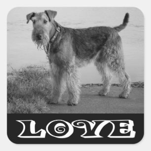 Quadrado Adesivo de Cachorro Filhote Airedale Terrier Amor