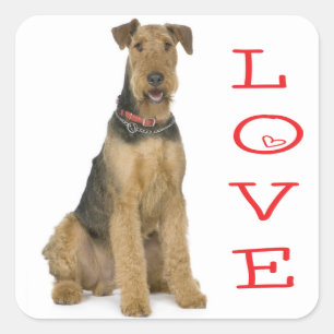 Quadrado Adesivo de Cachorro Filhote Airedale Terrier Amoro