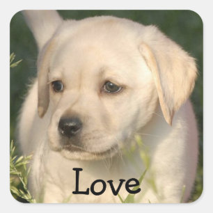 Quadrado Adesivo de Cachorro Labrador Retriever Filhote Amo
