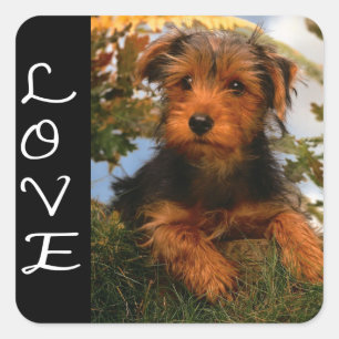 Quadrado Adesivo de cachorro preto de Terrier Airedale amor