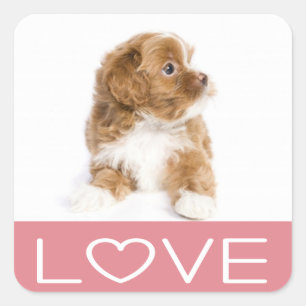Quadrado Adesivo de Cachorro Puppy Havanese Amor