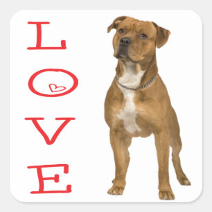 Quadrado Adesivo de Cão Amoroso American Staffordshire Terr
