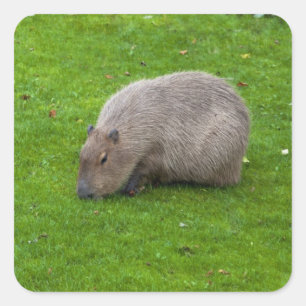 Quadrado Adesivo de Capivara