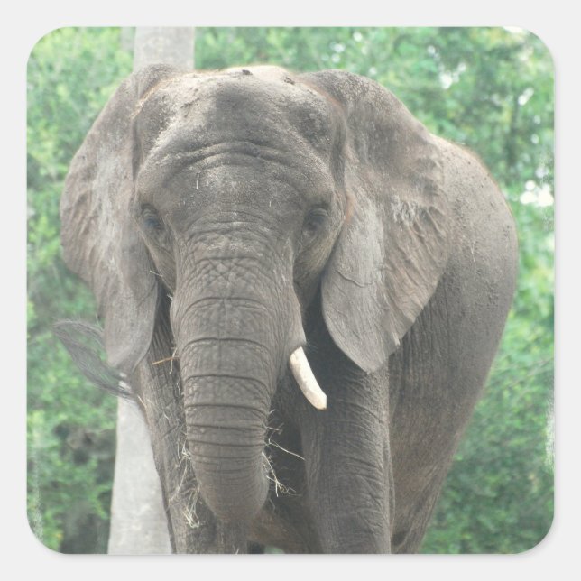 Quadrado Adesivo de elefante tocado (Frente)