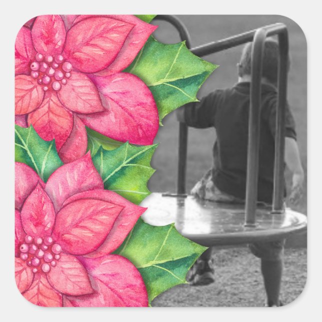 Quadrado Adesivo de Foto de Natal Pointsettia (Frente)