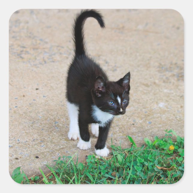 Quadrado Adesivo de Gatinho (Frente)