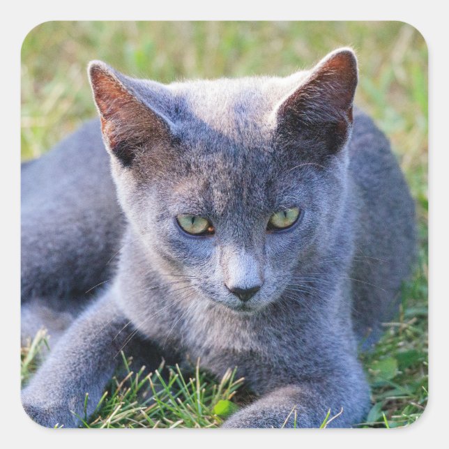 Quadrado Adesivo de Gato (Frente)