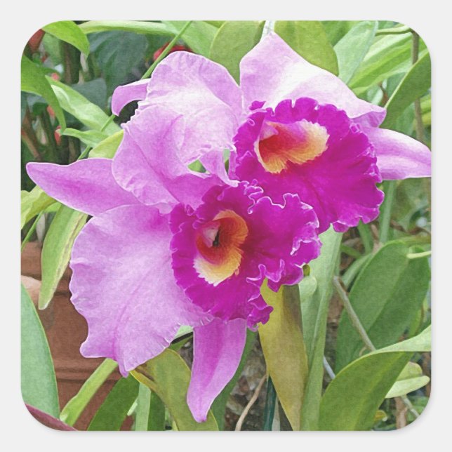 Quadrado Adesivo de Orquídeas de Cattleya Roxo (Frente)